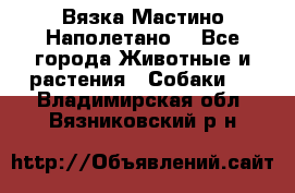 Вязка Мастино Наполетано  - Все города Животные и растения » Собаки   . Владимирская обл.,Вязниковский р-н